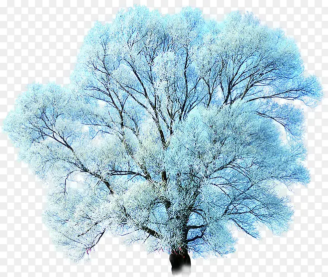 蓝色唯美树木