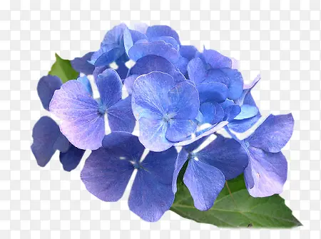 水彩蓝色花瓣