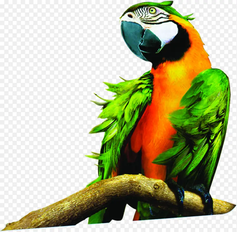 橘色绿翅鹦鹉
