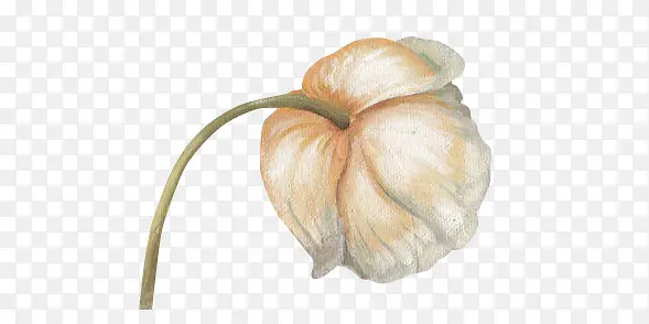 枯萎的手绘花朵