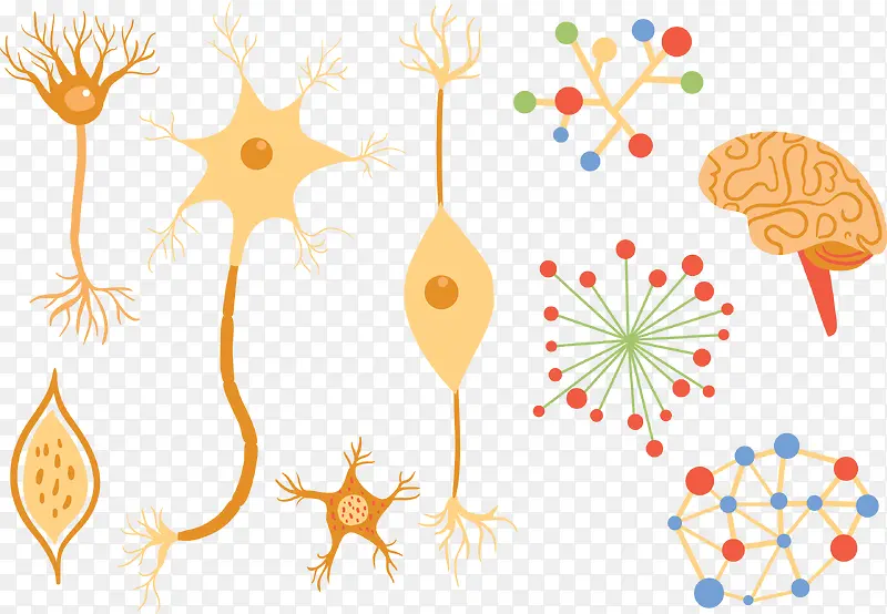 多种神经组织素材