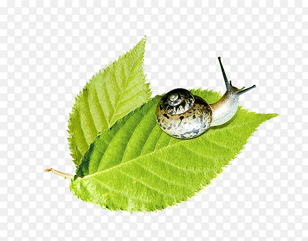蜗牛爬行的蜗牛绿叶子