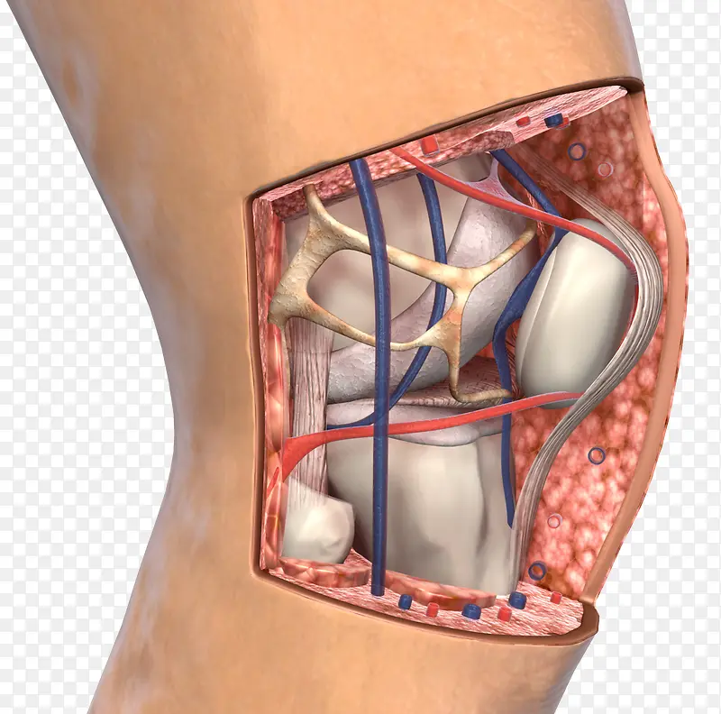 膝盖解剖图