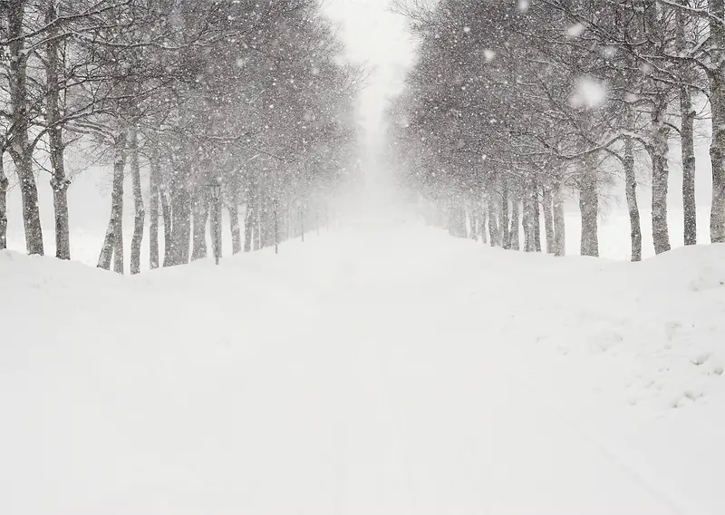 冬季雪后树林风景