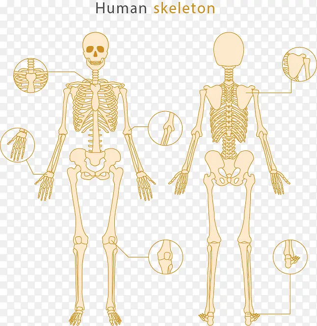 矢量手绘人体骨骼