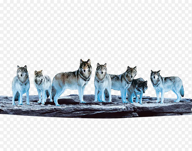 七匹狼