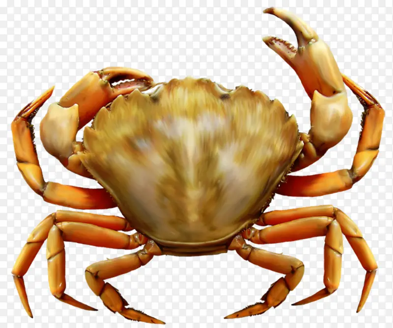 手绘螃蟹