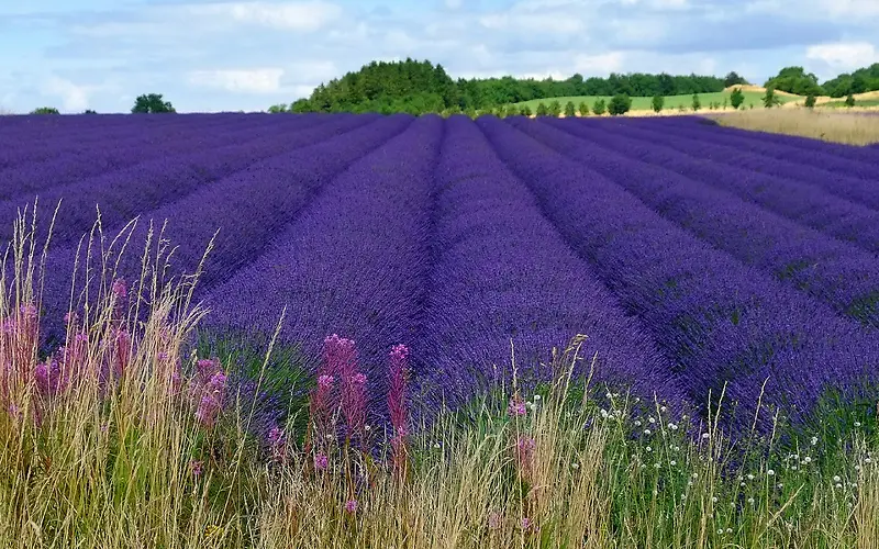 紫色薰衣草陆地空气