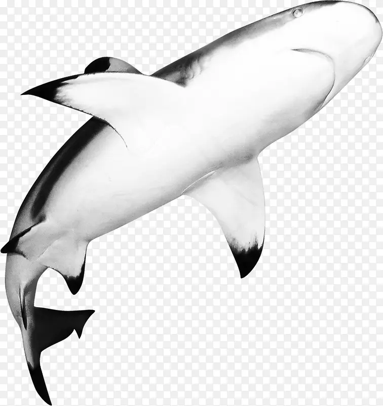 深海鲨鱼图片素材