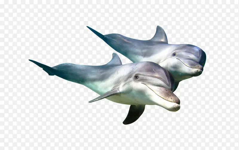 海豚鱼类免抠素材