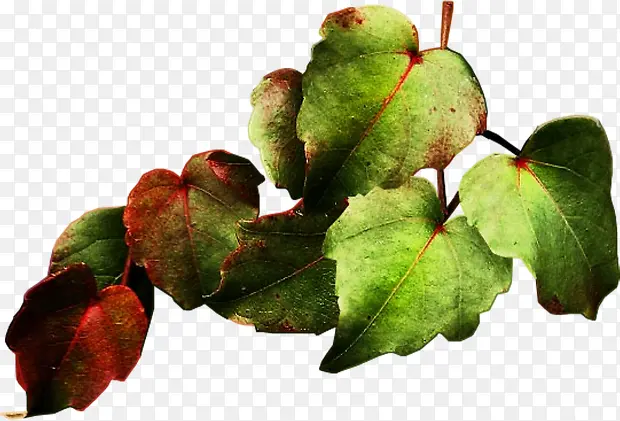 红绿树叶图片