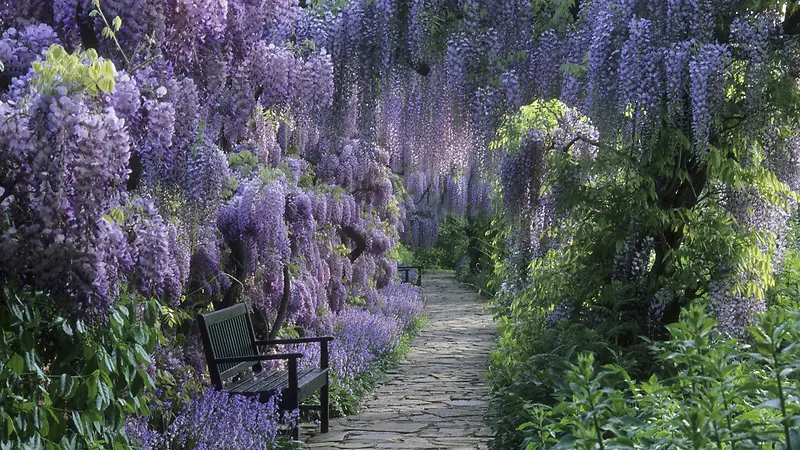 紫色浪漫自然风景