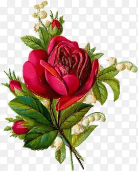 古典手绘红玫瑰