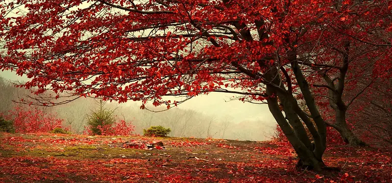 自然风景