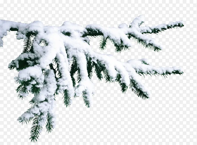 松针雪覆盖的松针