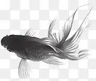 黑色水墨设计鱼儿