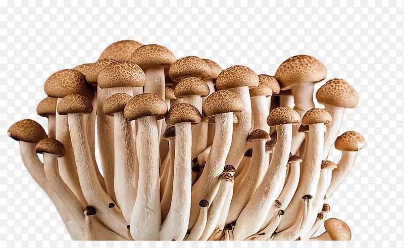 蘑菇 素 菌类