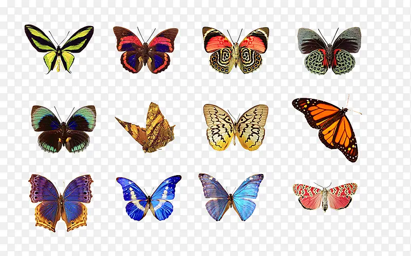 各种各样蝴蝶