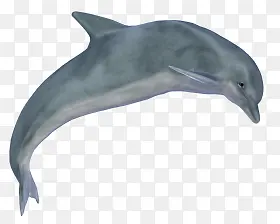 灰色细长海豚素材