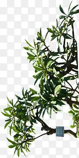 绿色室外绿植景观