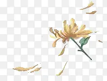 九月菊彩绘素材