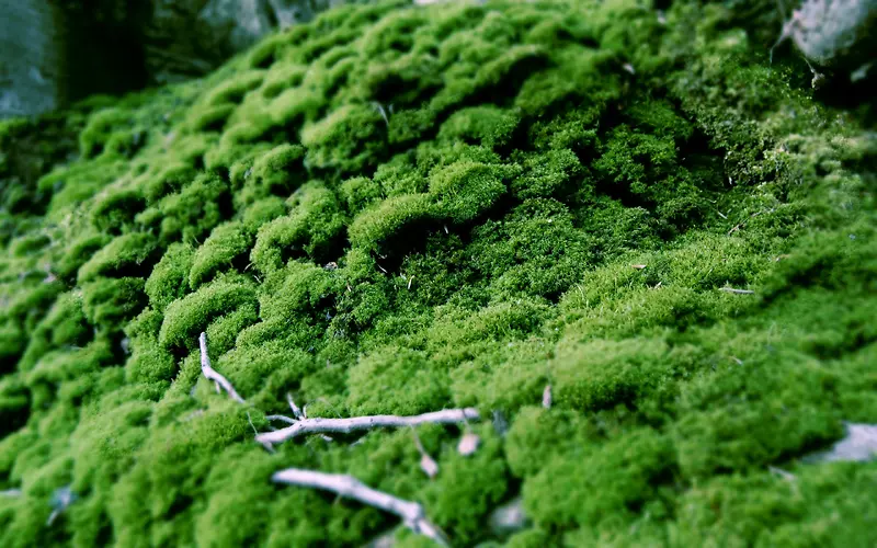 高清绿色苔藓摄影室外