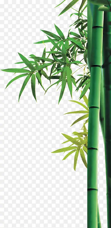 竹子，竹节，绿色