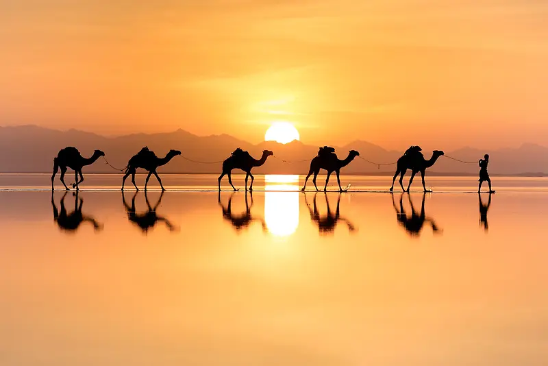 骆驼太阳室外摄影
