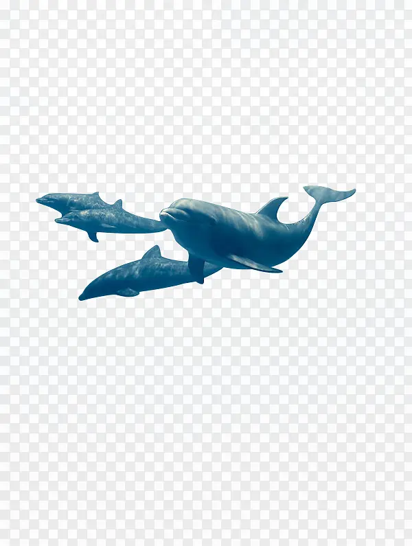 摄影生活在深海的海豚