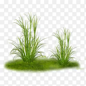 植物草绿草两束草