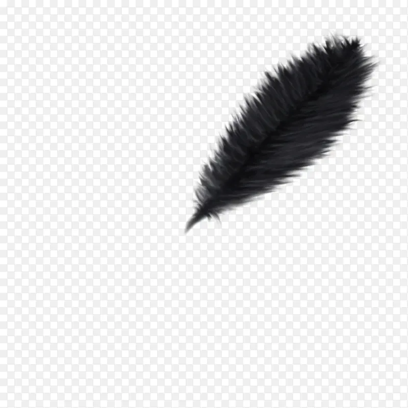 黑色蓬松羽毛