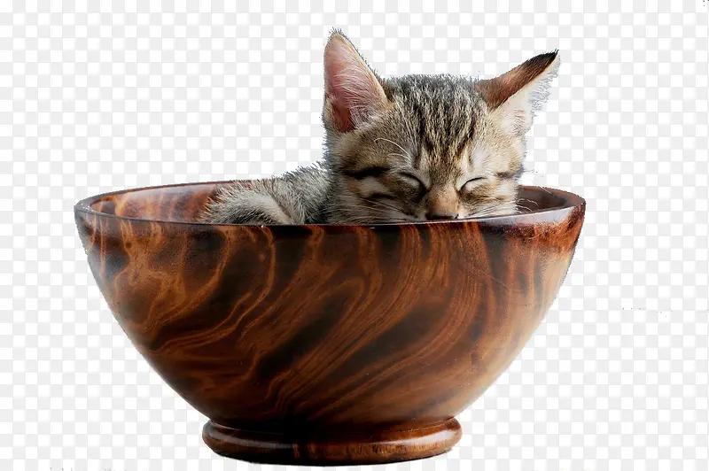 睡在碗里的猫