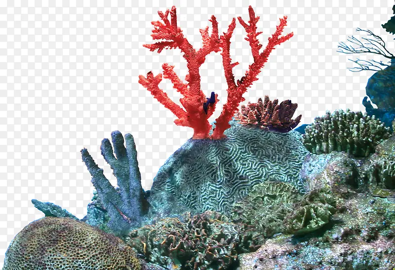 珊瑚彩色珊瑚装饰