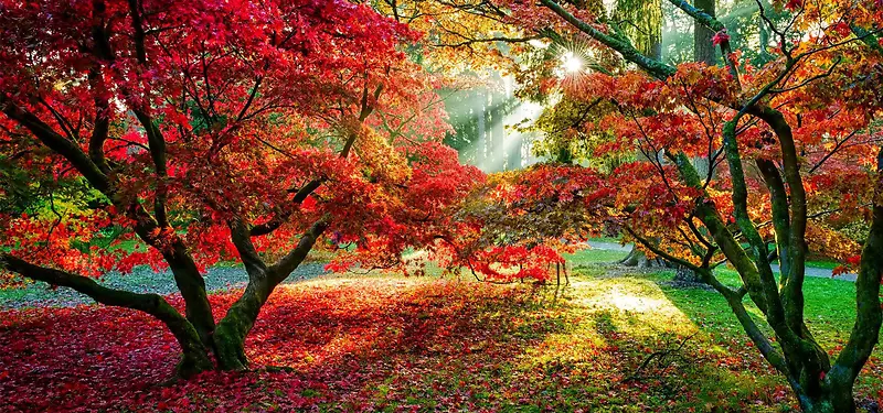 摄影系列背景