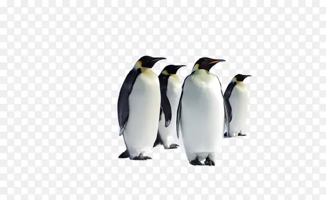 南极企鹅成群