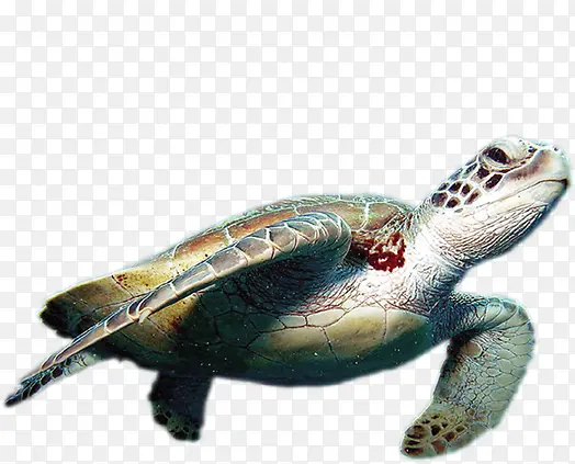 高清卡通海龟动物