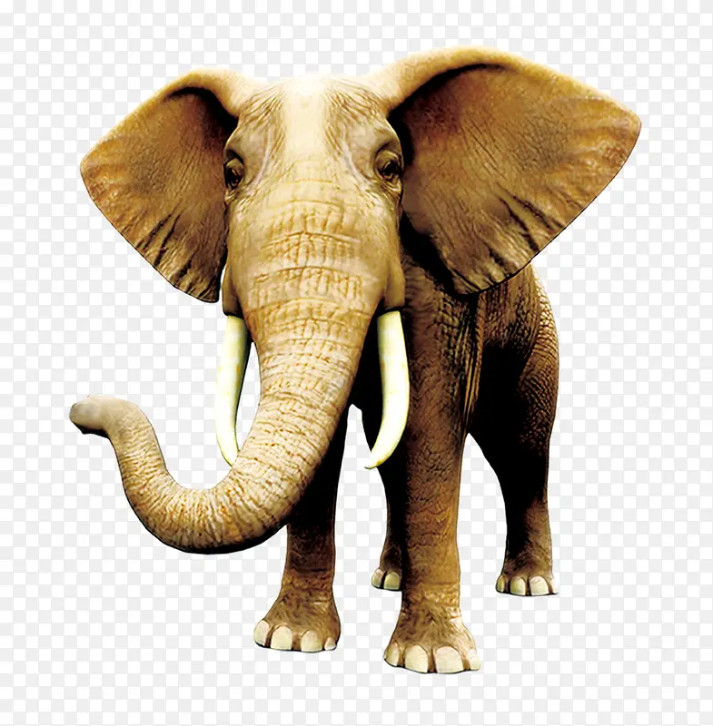 大象 象 泰国大象 泰象