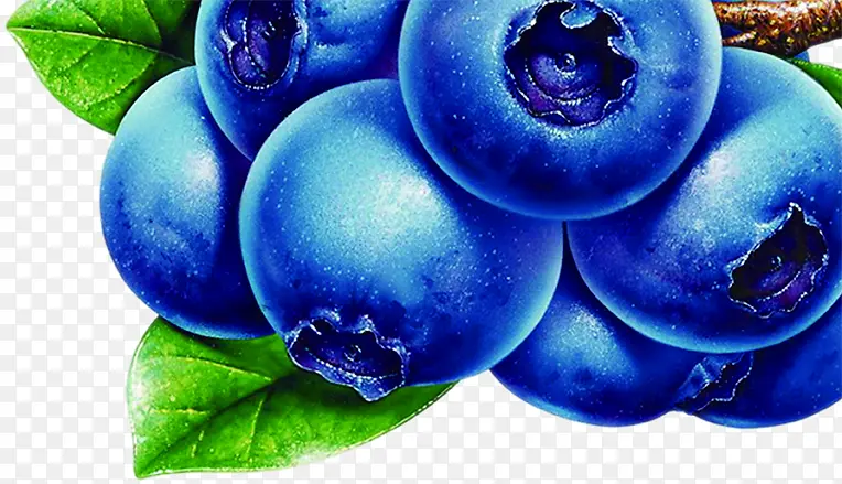 蓝莓水果果实树枝