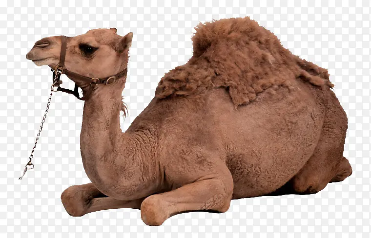 趴着的骆驼