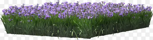 高清摄影紫色薰衣草