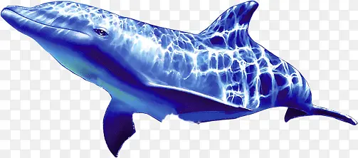 海豚 鱼 蓝色