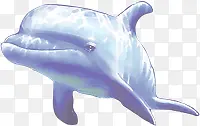 海豚 鱼 蓝色