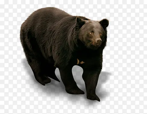 黑色熊