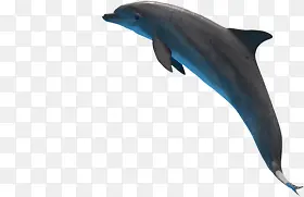 褐色海豚素材细长