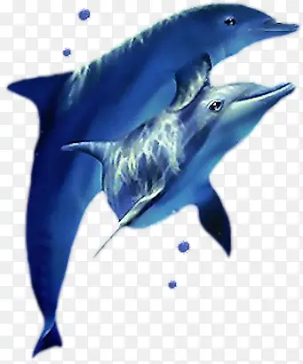 蓝色海豚两只海豚