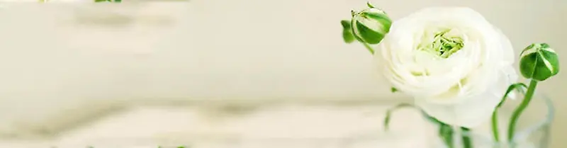 白玫瑰