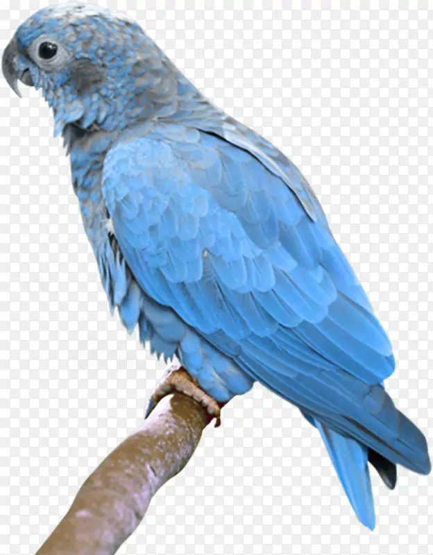 手绘鹦鹉
