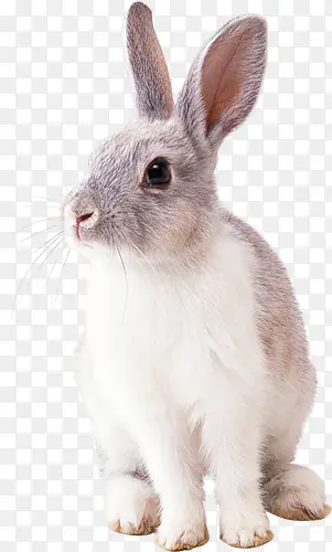 兔子侧面
