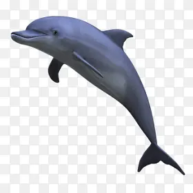海洋馆里飞跃的海豚