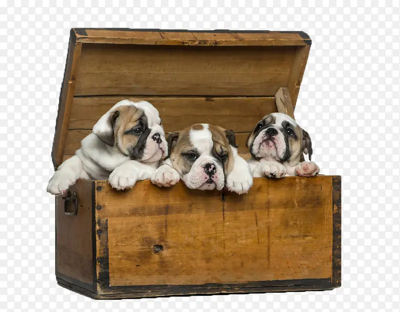 木箱 宠物 狗子 动物 素材